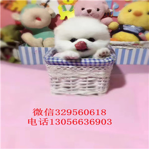  太原哪里能买到俊介犬俊介犬价格多少长不大的白色狗狗俊介幼犬球形