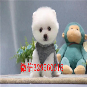  武汉哪里能买到俊介犬俊介犬长大多重白色俊