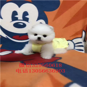  无锡出售纯种白色俊介犬俊介造型多少钱黄色俊介犬俊介犬价格