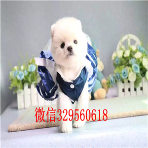  厦门出售纯种白色俊介犬俊介犬长大多重茶杯