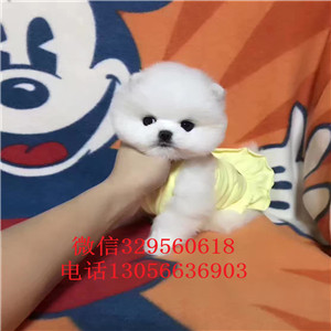  无锡出售纯种白色俊介犬俊介造型多少钱黄色