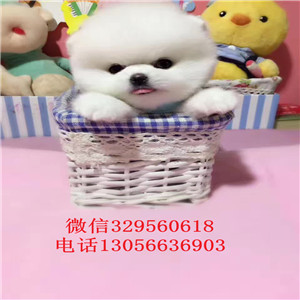  出售纯种白色俊介犬俊介造型多少钱黄色俊介