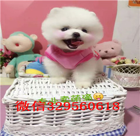  杭州哪里能买到俊介 杭州俊介犬出售 白色茶杯俊介犬出售