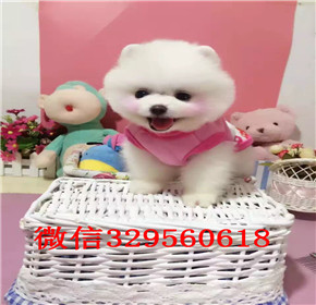  杭州哪里能买到俊介 杭州俊介犬出售 白色茶杯俊介犬出售