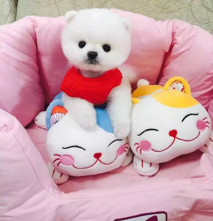 广州俊介犬 正规狗场 售后保健康纯种 可送货上门