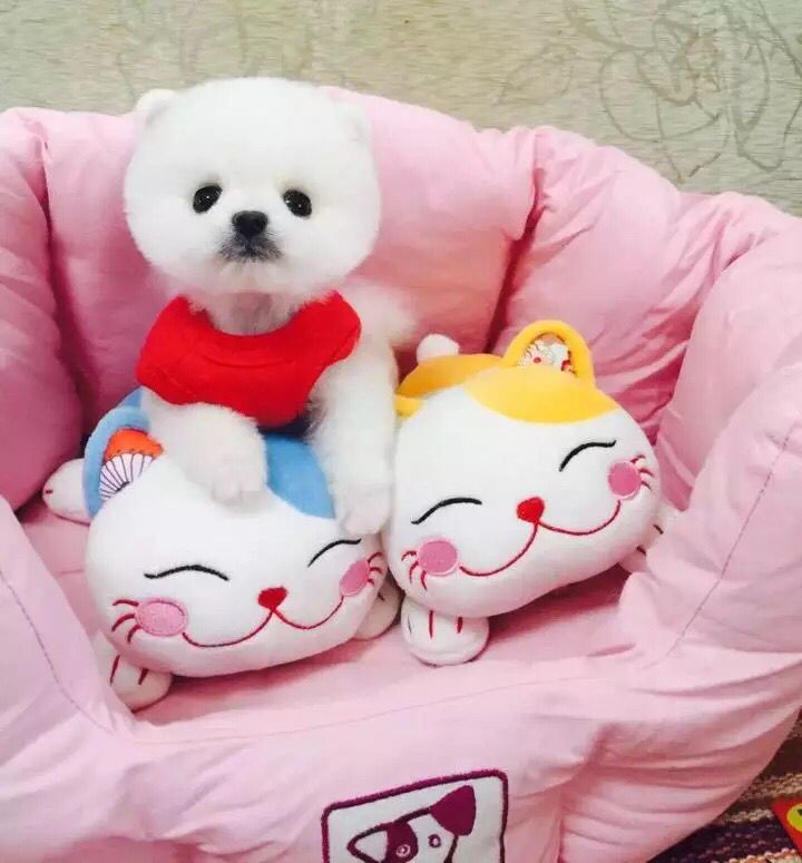 广州出售纯种健康俊介幼犬 疫苗齐全 多窝可选