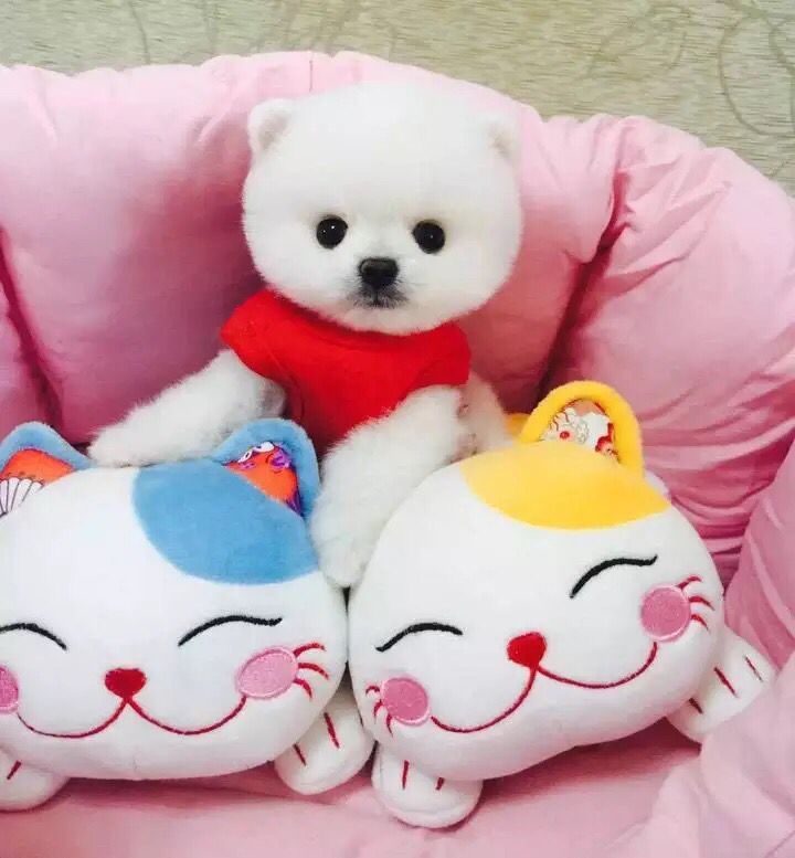 广州出售纯种健康俊介幼犬 疫苗齐全 多窝可选