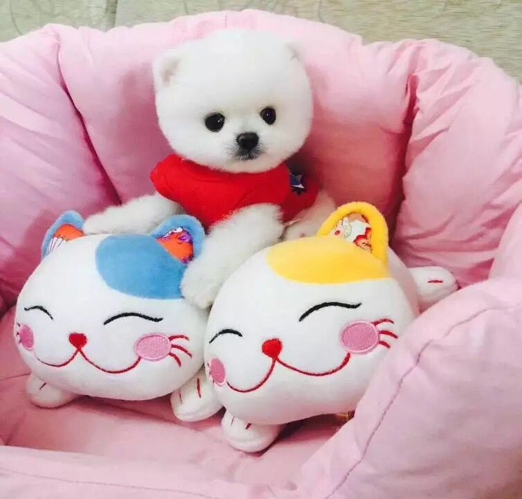 广州买狗 广州哪里有买狗靠谱 俊介犬一只多少钱