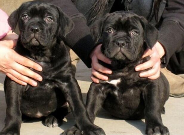 剑川卖卡斯罗剑川哪里买卡斯罗剑川狗场常年出