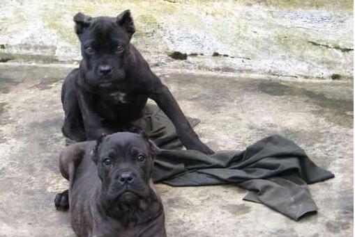 楚雄哪里买卖纯种卡斯罗犬楚雄狗场出售卡斯罗