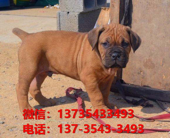 江西南昌犬舍出售纯种卡斯罗犬 卡斯罗价格 哪