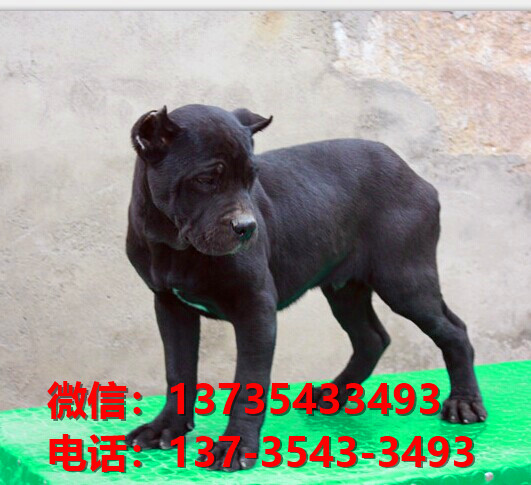 天津宠物狗狗犬舍出售纯种卡斯罗犬哪里有狗市场在哪卖狗健康狗狗