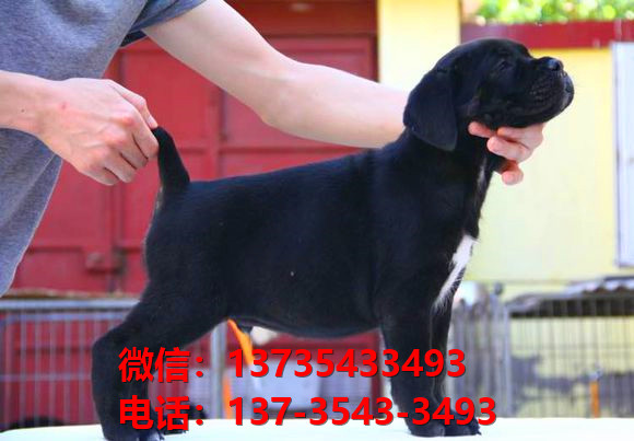 嘉峪关宠物狗狗犬舍出售纯种卡斯罗犬哪里有狗市场在哪卖狗健康狗狗