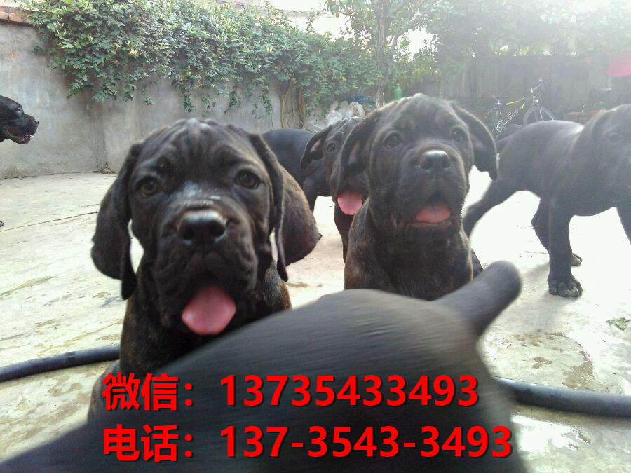 湖北武汉犬舍出售纯种卡斯罗犬 卡斯罗价格 哪里有正宗卡斯罗狗仔出售