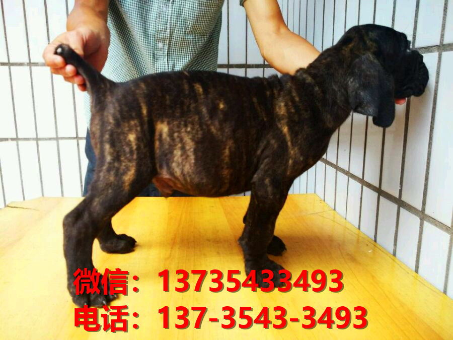 河南郑州犬舍出售纯种卡斯罗犬 卡斯罗价格 哪