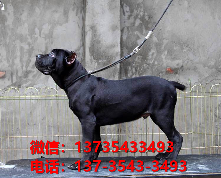 红河宠物狗狗犬舍出售纯种卡斯罗犬哪里有狗市场在哪卖狗健康狗狗
