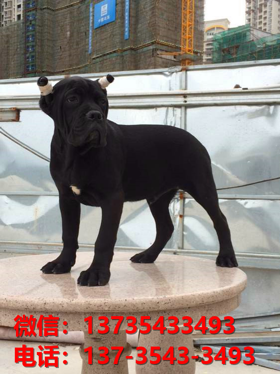 晋中宠物狗狗犬舍出售纯种卡斯罗犬哪里有狗市场在哪卖狗健康狗狗