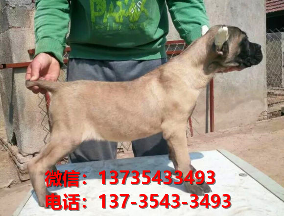 ?？诔栉锕饭啡岢鍪鄞恐挚ㄋ孤奕睦镉泄肥谐≡谀穆艄方】倒饭? /></div>      <div   id=