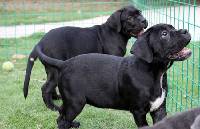 腾冲哪里买卖卡斯罗幼犬 腾冲出售纯种卡斯罗