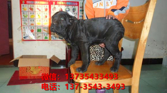 天津宠物狗狗犬舍出售纯种卡斯罗犬哪里有狗市场在哪卖狗健康狗狗