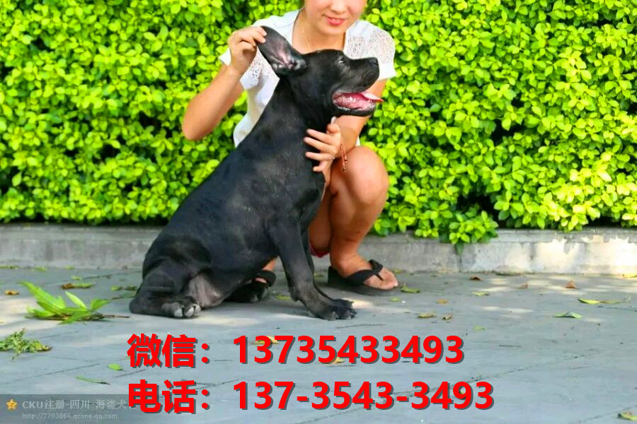 陕西西安犬舍出售纯种卡斯罗犬 卡斯罗价格 哪里有正宗卡斯罗狗仔出售