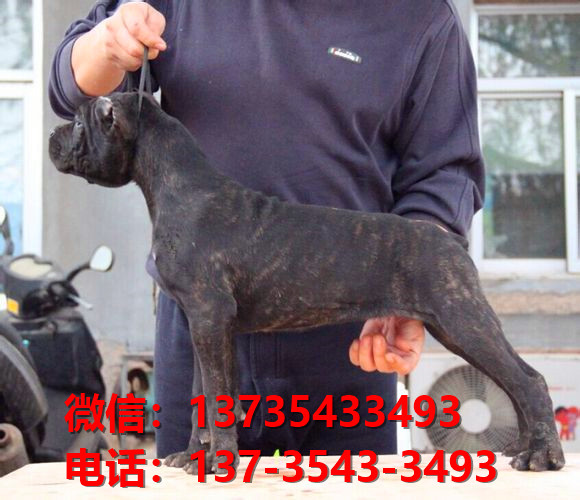 安庆宠物狗狗犬舍出售纯种卡斯罗犬哪里有狗市
