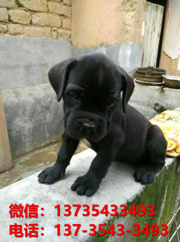 贵州贵阳犬舍出售纯种卡斯罗犬 卡斯罗价格 哪里有正宗卡斯罗狗仔出售