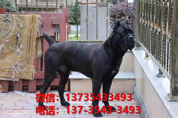 重庆犬舍出售纯种卡斯罗犬 卡斯罗价格 哪里有