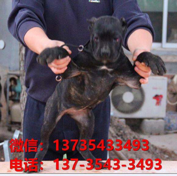 石家庄犬舍出售纯种卡斯罗犬 卡斯罗价格 哪里