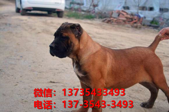 临沂宠物狗狗犬舍出售纯种卡斯罗犬哪里有狗市场在哪卖狗健康狗狗