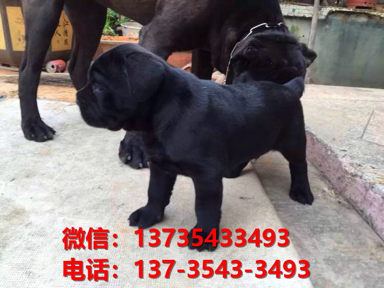 云南昆明犬舍出售纯种卡斯罗犬 卡斯罗价格 哪