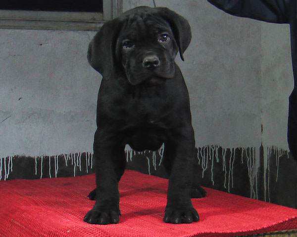 贵州哪里买卡斯罗 卡斯罗养殖犬场出售小狗