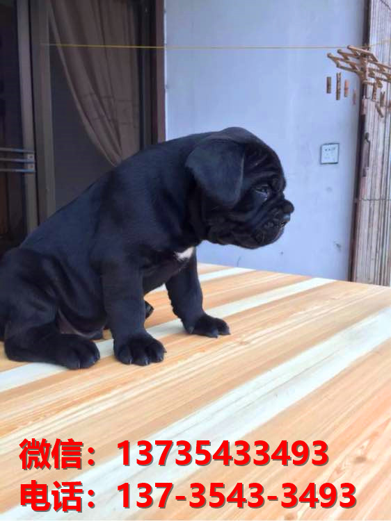 乐山宠物狗狗犬舍出售纯种卡斯罗犬哪里有狗市场在哪卖狗健康狗狗