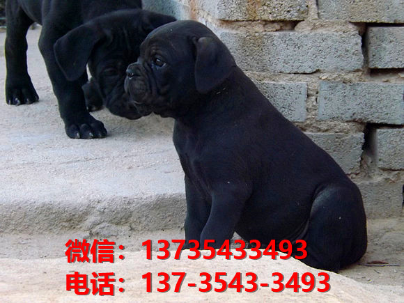 乐山宠物狗狗犬舍出售纯种卡斯罗犬哪里有狗市