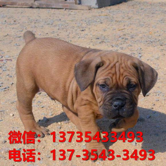 临沂宠物狗狗犬舍出售纯种卡斯罗犬哪里有狗市