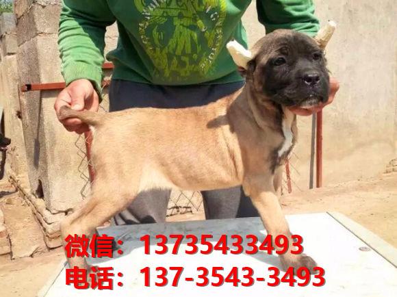 ?？诔栉锕饭啡岢鍪鄞恐挚ㄋ孤奕睦镉泄肥谐≡谀穆艄方】倒饭? /></div>      <div   id=