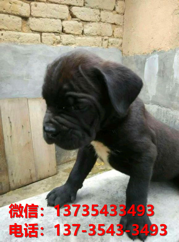 贵州贵阳犬舍出售纯种卡斯罗犬 卡斯罗价格 哪里有正宗卡斯罗狗仔出售