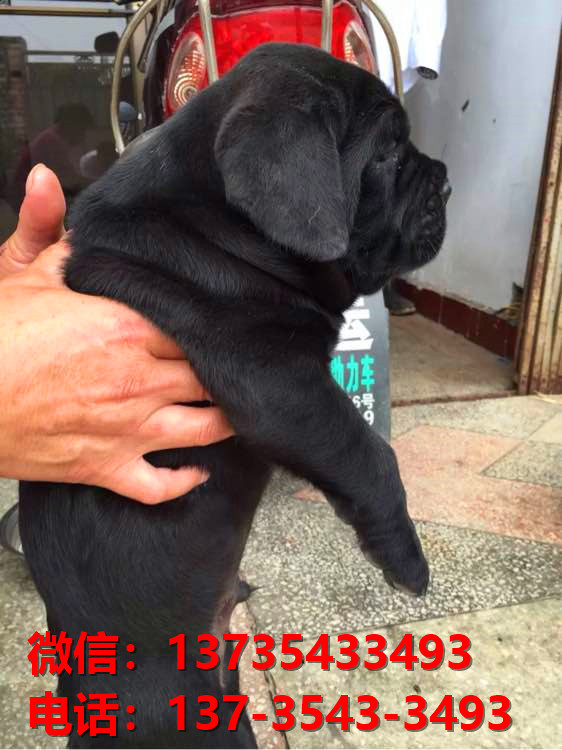 乐山宠物狗狗犬舍出售纯种卡斯罗犬哪里有狗市场在哪卖狗健康狗狗