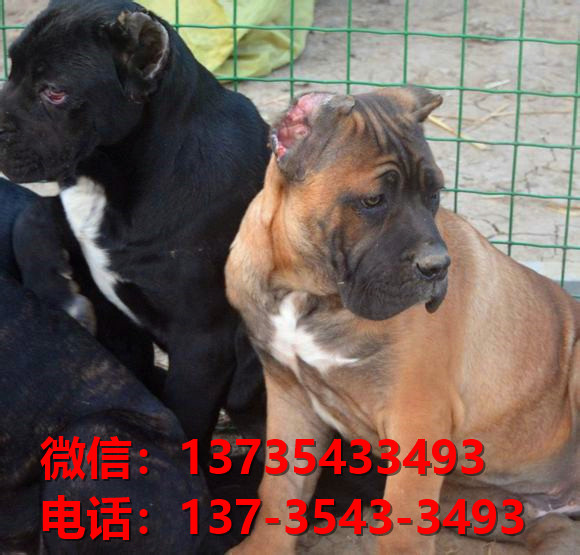 临沂宠物狗狗犬舍出售纯种卡斯罗犬哪里有狗市场在哪卖狗健康狗狗