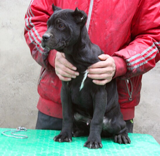 纯种卡斯罗犬出售 郑州犬舍领养宠物狗狗市场