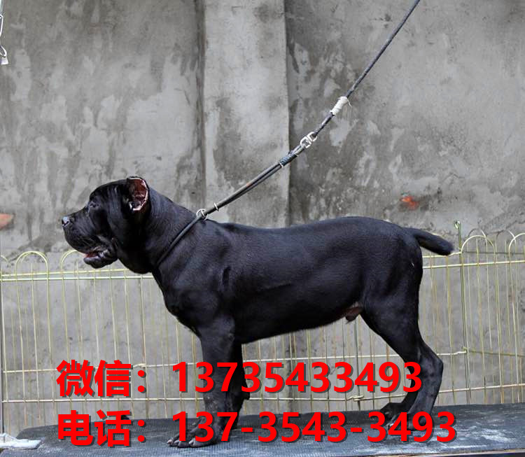 陕西西安犬舍出售纯种卡斯罗犬 卡斯罗价格 哪里有正宗卡斯罗狗仔出售