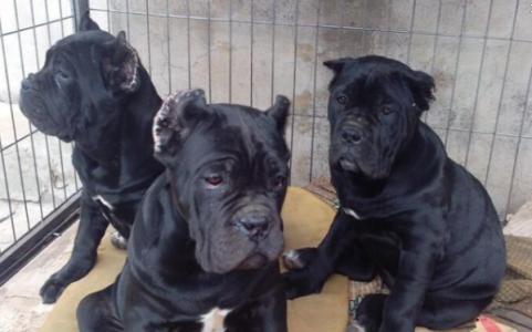 文山买卡斯罗 云南养狗基地出售卡斯罗幼犬