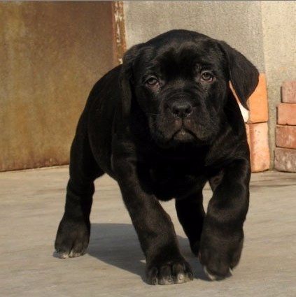 广州买卡斯罗 广州哪里买狗比较好