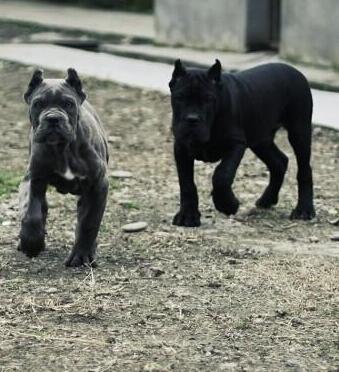 临沧云县狗场卡斯罗常年出售卡斯罗聪明