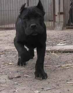 昆明盘龙区狗场卡斯罗包纯种健康修耳朵