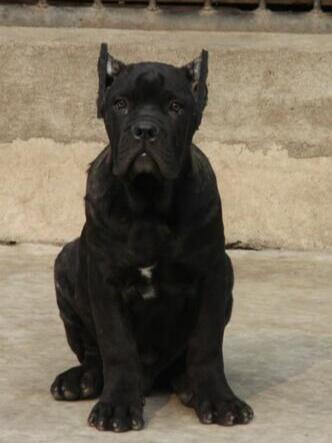 曲靖富源狗场卡斯罗常年出售包纯种健康