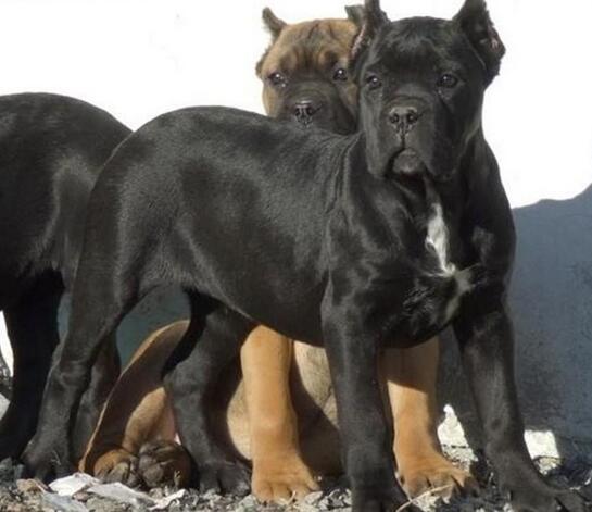 红河州元阳狗场卡斯罗包纯种健康修耳朵