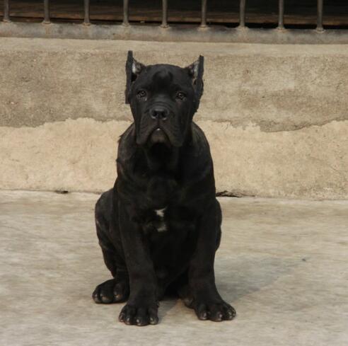 楚雄姚安狗场卡斯罗常年出售包纯种健康修耳朵