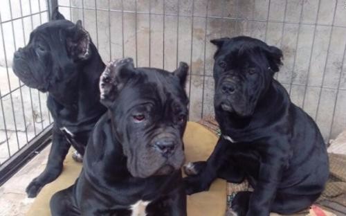 普洱买狗普洱买卡斯罗 云南狗场卡斯罗出售