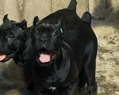 西双版纳买卡斯罗请进 景洪买卡斯罗请进